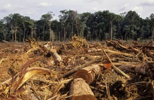 RDC: les femmes réelles expertes de la lutte contre la déforestation