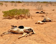 2011_Horn_of_Africa_famine_Oxfam_01