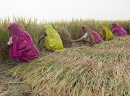 "Inégalités de genre dans l'agriculture", village de Mahadeva, Inde / Photo © Bill & Melinda Gates Foundation / Flickr (c.c)